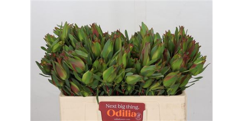 Leucadendron Highlight Spray 50cm A1