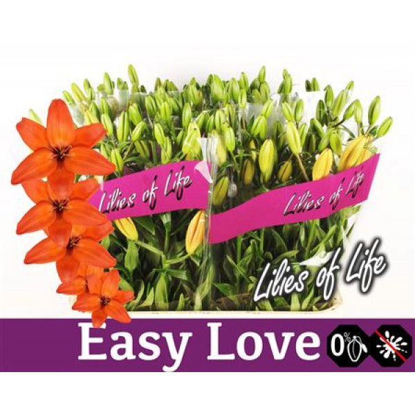 Lillys As Easy Love 4Plus 90cm A1