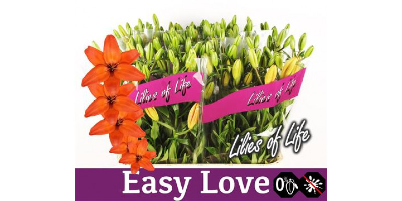 Lillys As Easy Love 4Plus 90cm A1