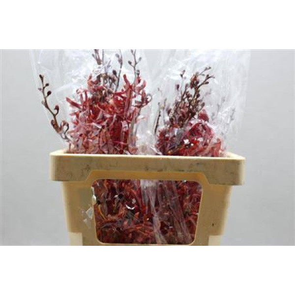 Mokara Overig 60 cm A1