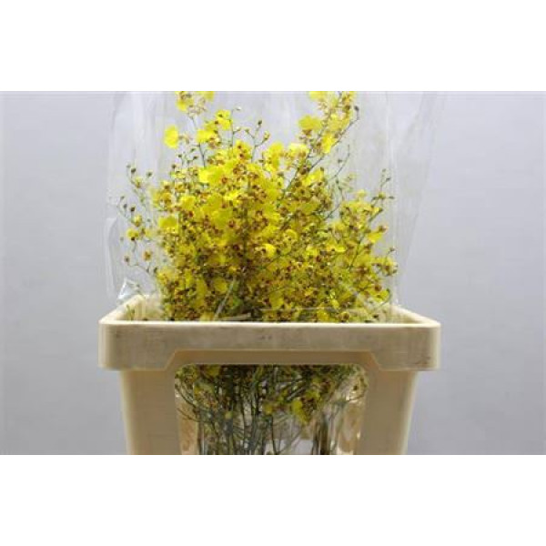 Oncidium Golden Shower Ll 55 cm  A1