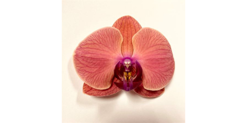 Orchid Phal Asian Coral Per Bloem 25 Bloemen  A1