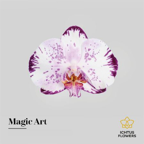 Orchid Phal Magic Art Bloem 25 Bloemen  A1