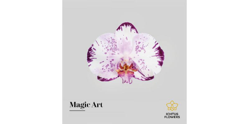Orchid Phal Magic Art Bloem 25 Bloemen  A1