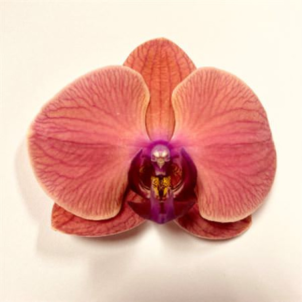 Orchid Phal Asian Coral Per Bloem 25 Bloemen  A1