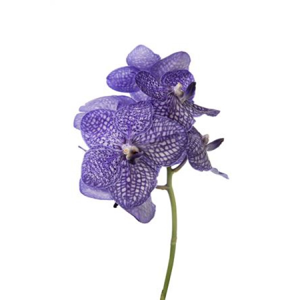 Orchid Vanda Lavender Tesselata 30 A1Milka