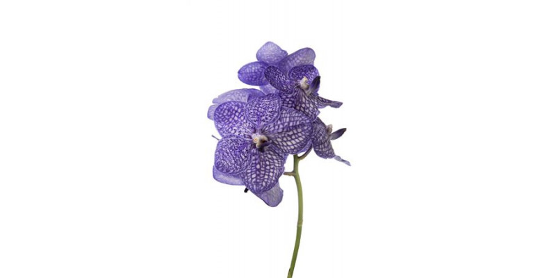 Orchid Vanda Lavender Tesselata 30 A1Milka