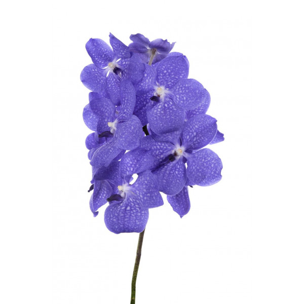 Orchid Vanda Light New Blue 30 A1Milka