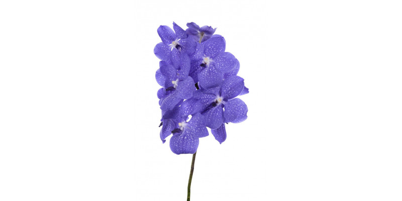 Orchid Vanda Light New Blue 30 A1Milka