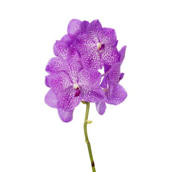 Orchid Vanda Nitaya Candyfloss 30 A1Milka