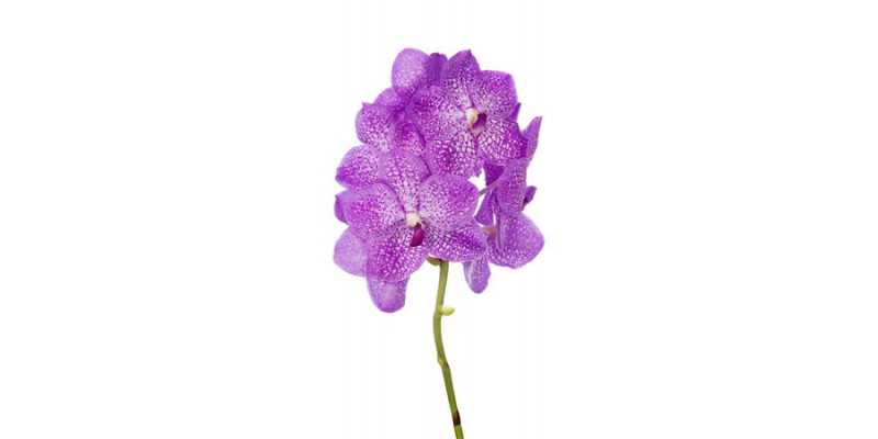 Orchid Vanda Nitaya Candyfloss 30 A1Milka