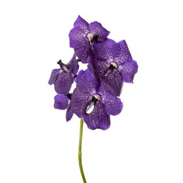 Orchid Vanda Nitaya Dark Violet 30 A1Milka