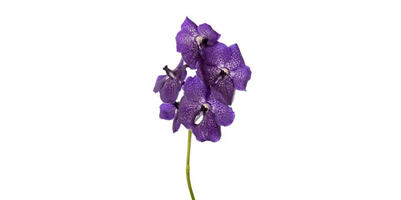 Orchid Vanda Nitaya Dark Violet 30 A1Milka