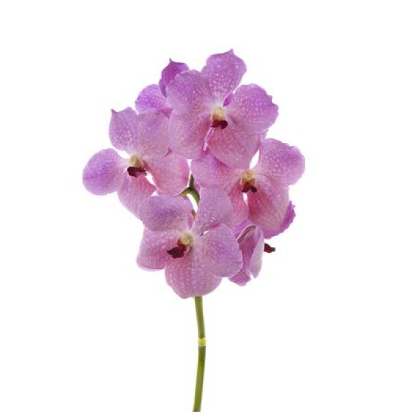 Orchid Vanda Nitaya Rose Kiss 30 A1Milka