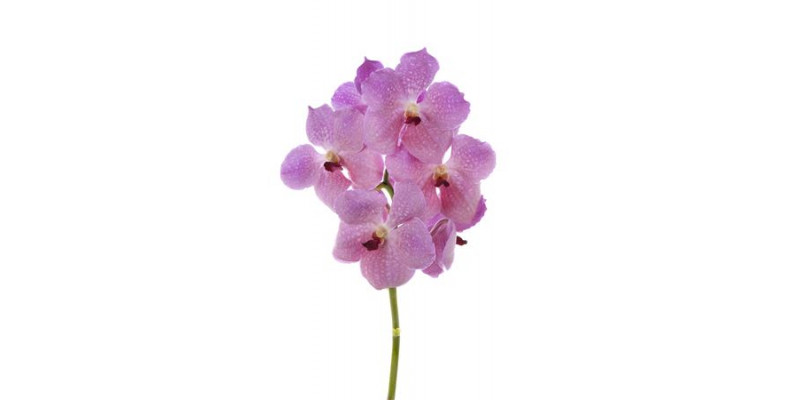 Orchid Vanda Nitaya Rose Kiss 30 A1Milka