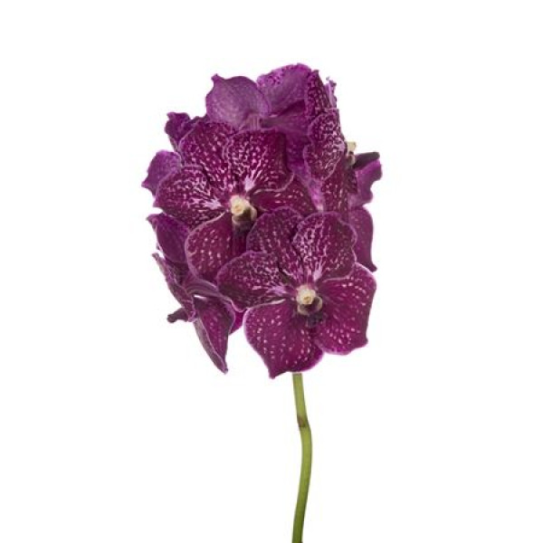 Orchid Vanda Nitaya Ruby Love 30 A1Milka