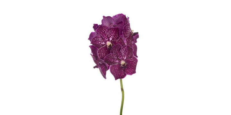 Orchid Vanda Nitaya Ruby Love 30 A1Milka