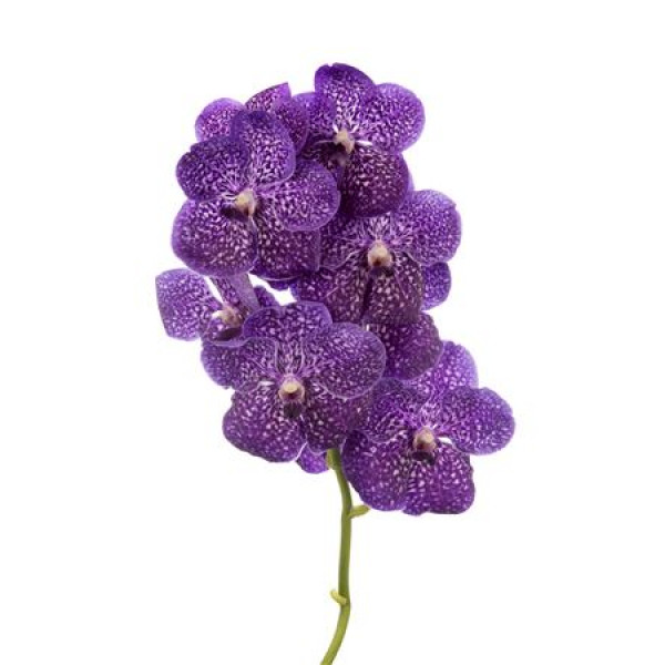 Orchid Vanda Nitaya Vivid Violet 30 A1Milka