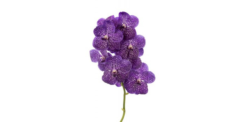 Orchid Vanda Nitaya Vivid Violet 30 A1Milka