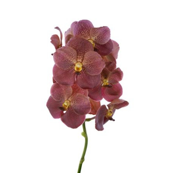 Orchid Vanda Orange Red 463 30 A1Milka