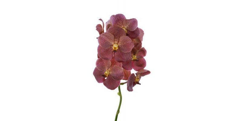 Orchid Vanda Orange Red 463 30 A1Milka