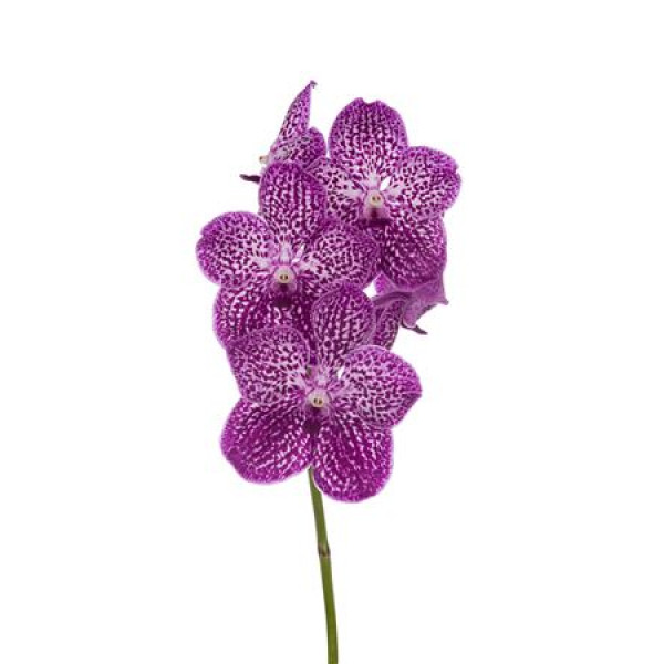 Orchid Vanda Pink Spotty 351 30 A1Milka