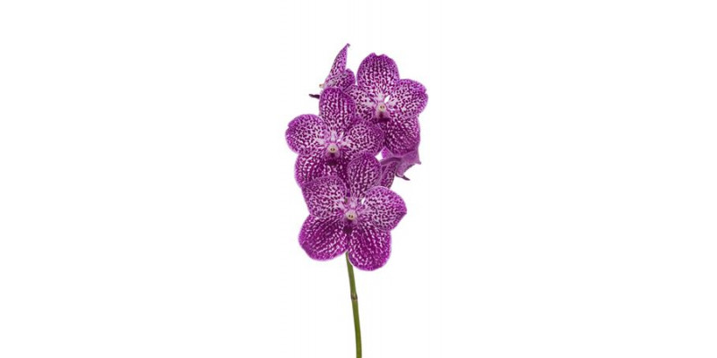 Orchid Vanda Pink Spotty 351 30 A1Milka