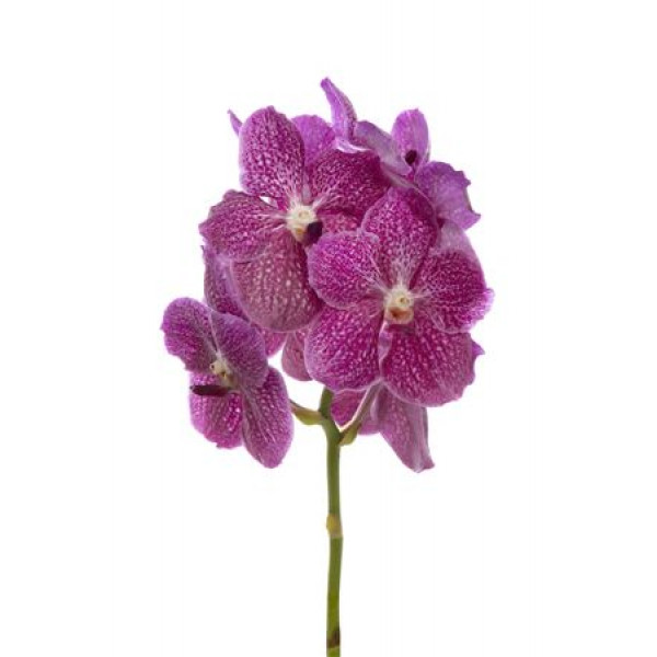 Orchid Vanda Purple 540 30 A1Milka