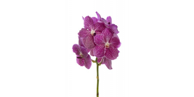 Orchid Vanda Purple 540 30 A1Milka