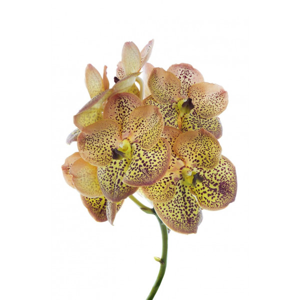 Orchid Vanda S-orange Spot 30 A1Milka