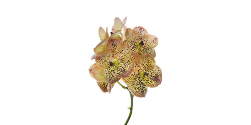 Orchid Vanda S-orange Spot 30 A1Milka