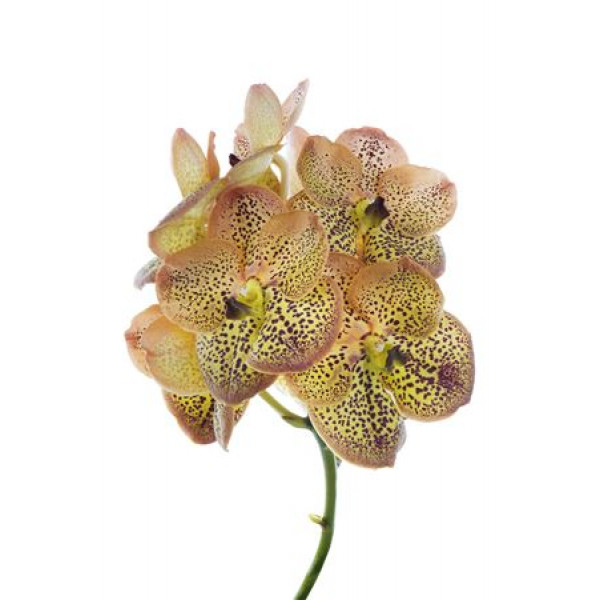 Orchid Vanda S-orange Spot 30 A1Milka