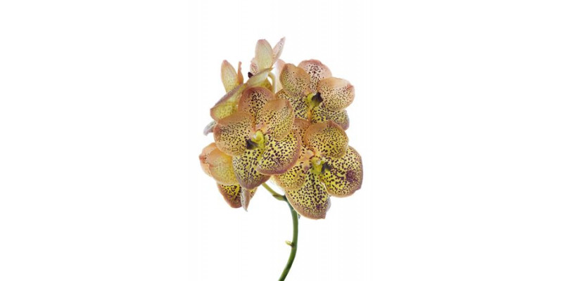 Orchid Vanda S-orange Spot 30 A1Milka