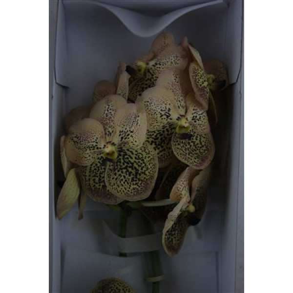 Orchid Vanda Sahara Spot 638 A5p41 30 A1Milka