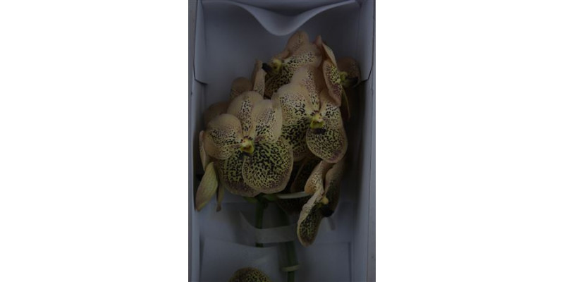 Orchid Vanda Sahara Spot 638 A5p41 30 A1Milka