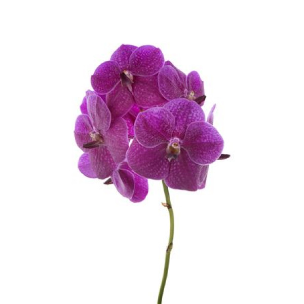 Orchid Vanda Sumathi Fuchsia Rose 30 A1Milka