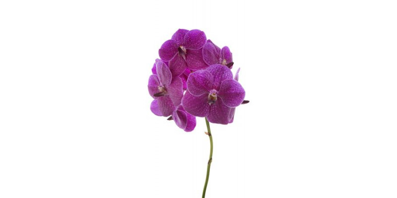 Orchid Vanda Sumathi Fuchsia Rose 30 A1Milka