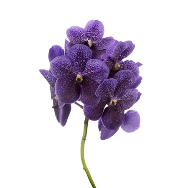 Orchid Vanda Sumathi Grape Blue 30 A1Milka