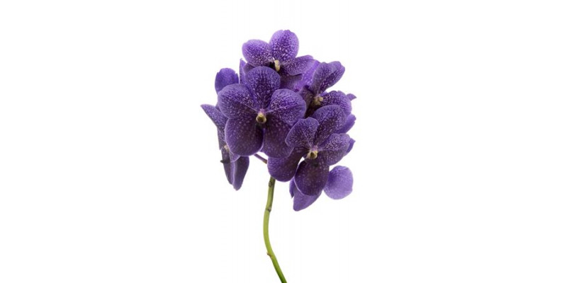 Orchid Vanda Sumathi Grape Blue 30 A1Milka