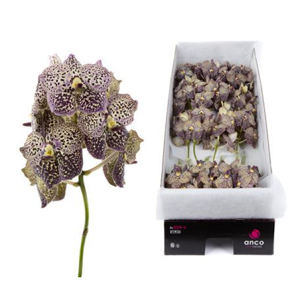 Orchid Vanda Ocelot Sangria X16 A1 Col-Milka