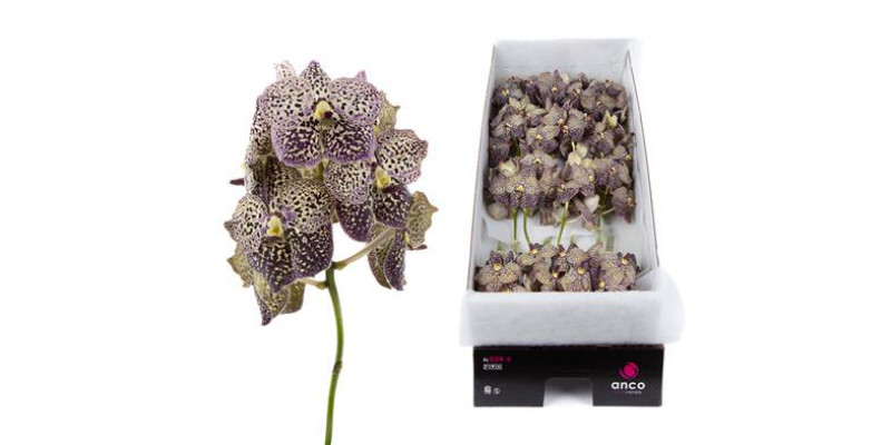 Orchid Vanda Ocelot Sangria X16 A1 Col-Milka