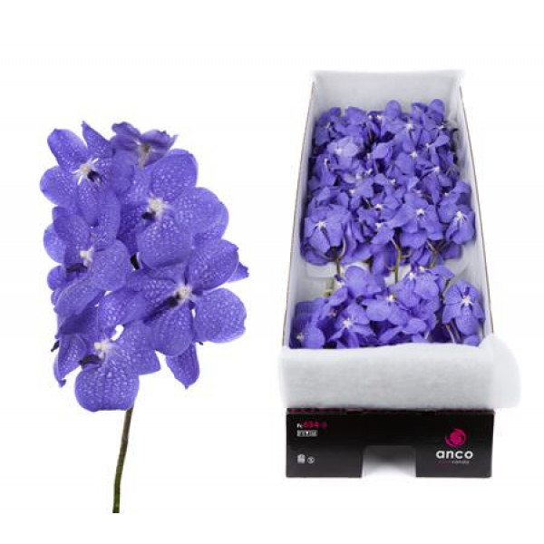 Orchid Vanda Light New Blue X16 A1 Col-Milka