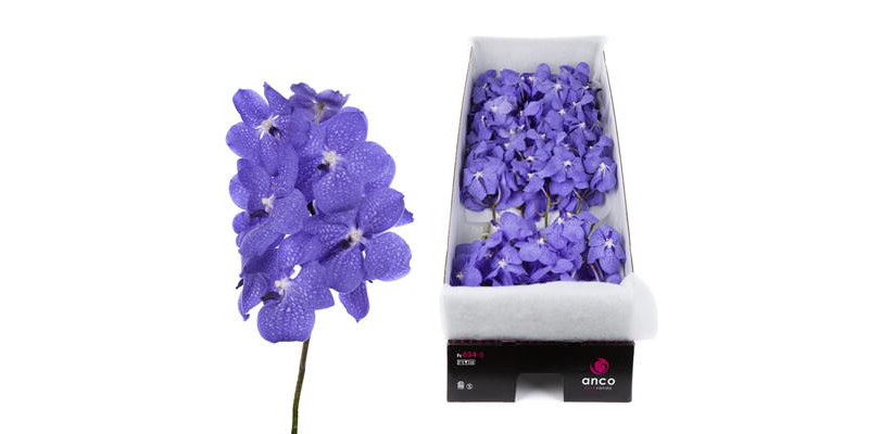 Orchid Vanda Light New Blue X16 A1 Col-Milka