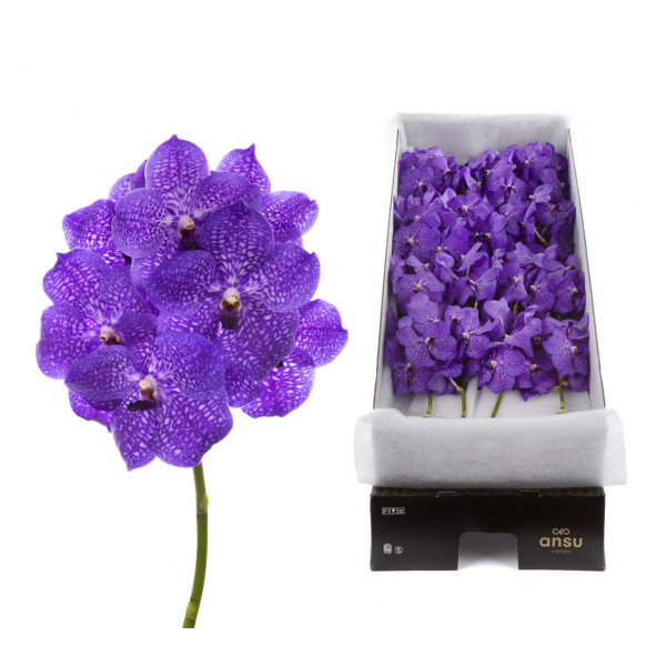 Orchid Vanda Violet Blue 83 X16 A1 Col-Milka