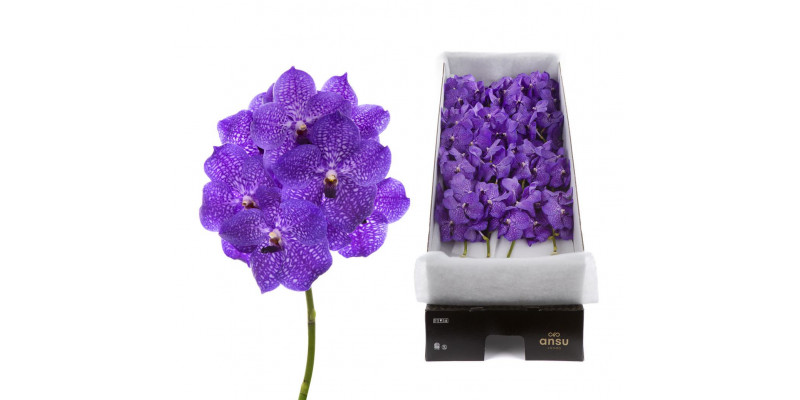 Orchid Vanda Violet Blue 83 X16 A1 Col-Milka