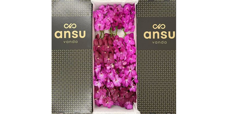 Orchid Vanda Pink Mix X16 22cm A1 Col-Milka