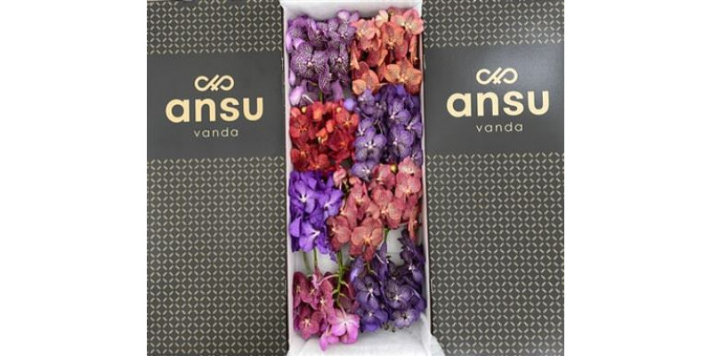 Orchid Vanda Mix X16 A1 Col-Milka