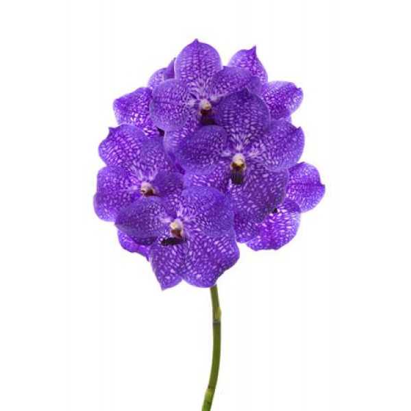 Orchid Vanda Violet Blue 83 A1 Col-Milka