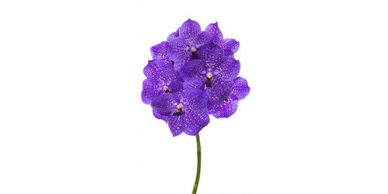 Orchid Vanda Violet Blue 83 A1 Col-Milka