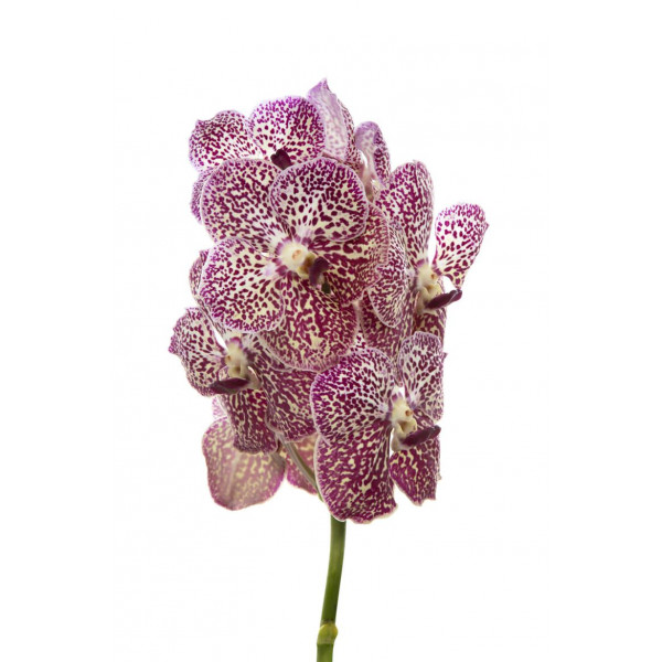 Orchid Vanda Ocelot Sienna A1 Col-Milka